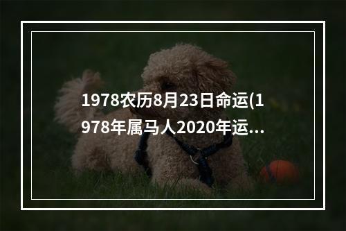 1978农历8月23日命运(1978年属马人2020年运势)