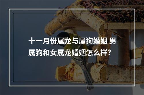 十一月份属龙与属狗婚姻 男属狗和女属龙婚姻怎么样?