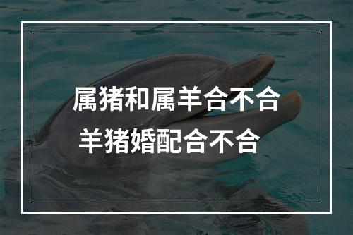 属猪和属羊合不合 羊猪婚配合不合