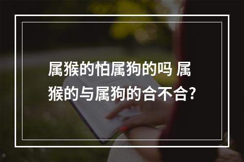 属猴的怕属狗的吗 属猴的与属狗的合不合?