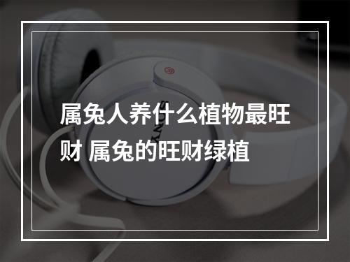 属兔人养什么植物最旺财 属兔的旺财绿植