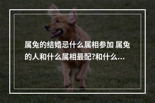 属兔的结婚忌什么属相参加 属兔的人和什么属相最配?和什么属相犯冲?