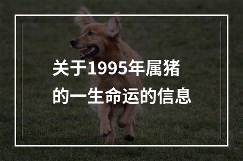 关于1995年属猪的一生命运的信息
