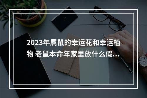 2023年属鼠的幸运花和幸运植物 老鼠本命年家里放什么假花好?