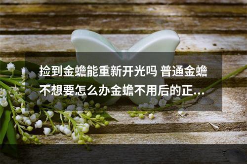 捡到金蟾能重新开光吗 普通金蟾不想要怎么办金蟾不用后的正确处理方法