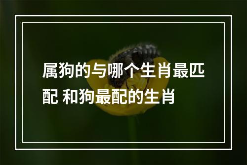 属狗的与哪个生肖最匹配 和狗最配的生肖