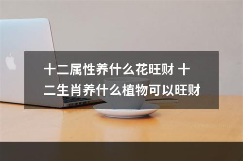 十二属性养什么花旺财 十二生肖养什么植物可以旺财