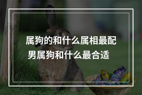 属狗的和什么属相最配 男属狗和什么最合适