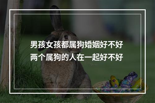 男孩女孩都属狗婚姻好不好 两个属狗的人在一起好不好