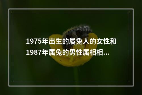 1975年出生的属兔人的女性和1987年属兔的男性属相相配好吗?_百度... 75和87年婚配合适吗