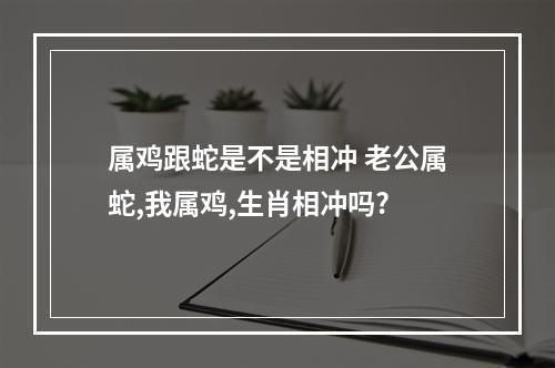 属鸡跟蛇是不是相冲 老公属蛇,我属鸡,生肖相冲吗?
