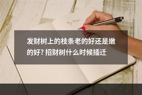 发财树上的枝条老的好还是嫩的好? 招财树什么时候插迁