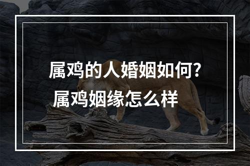 属鸡的人婚姻如何? 属鸡姻缘怎么样