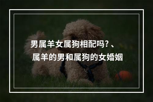 男属羊女属狗相配吗? 、 属羊的男和属狗的女婚姻