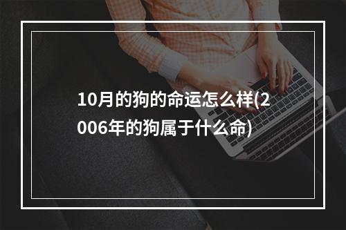 10月的狗的命运怎么样(2006年的狗属于什么命)