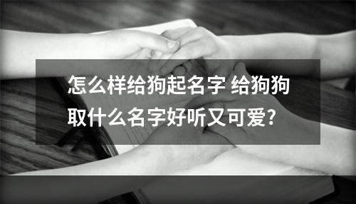 怎么样给狗起名字 给狗狗取什么名字好听又可爱?