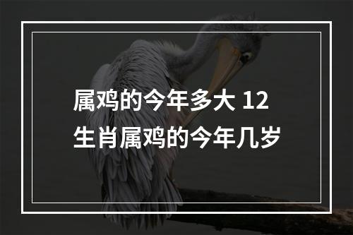 属鸡的今年多大 12生肖属鸡的今年几岁