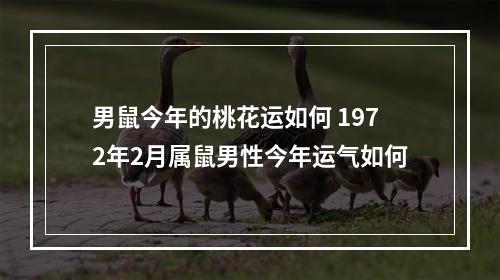 男鼠今年的桃花运如何 1972年2月属鼠男性今年运气如何