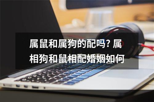 属鼠和属狗的配吗? 属相狗和鼠相配婚姻如何